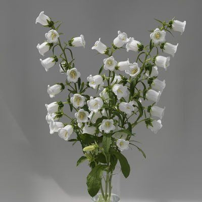 Campanula White