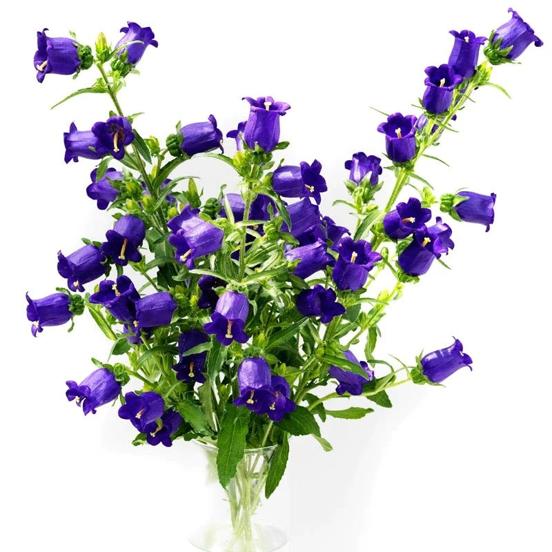 Campanula Blue