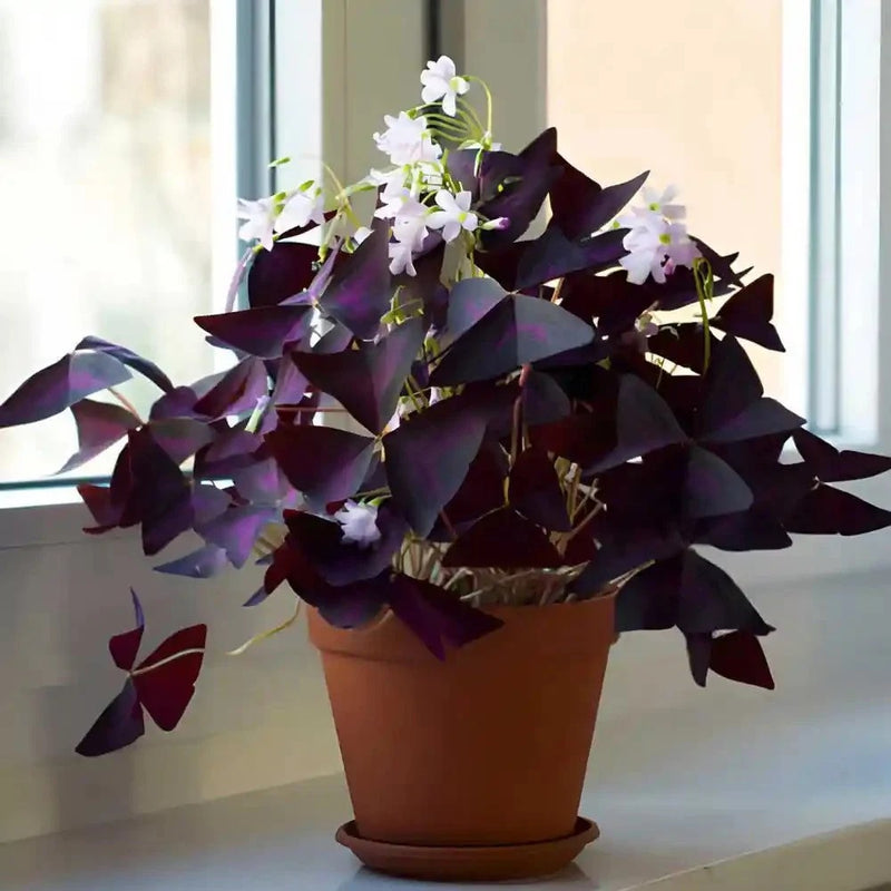Oxalis Live Potted Plant