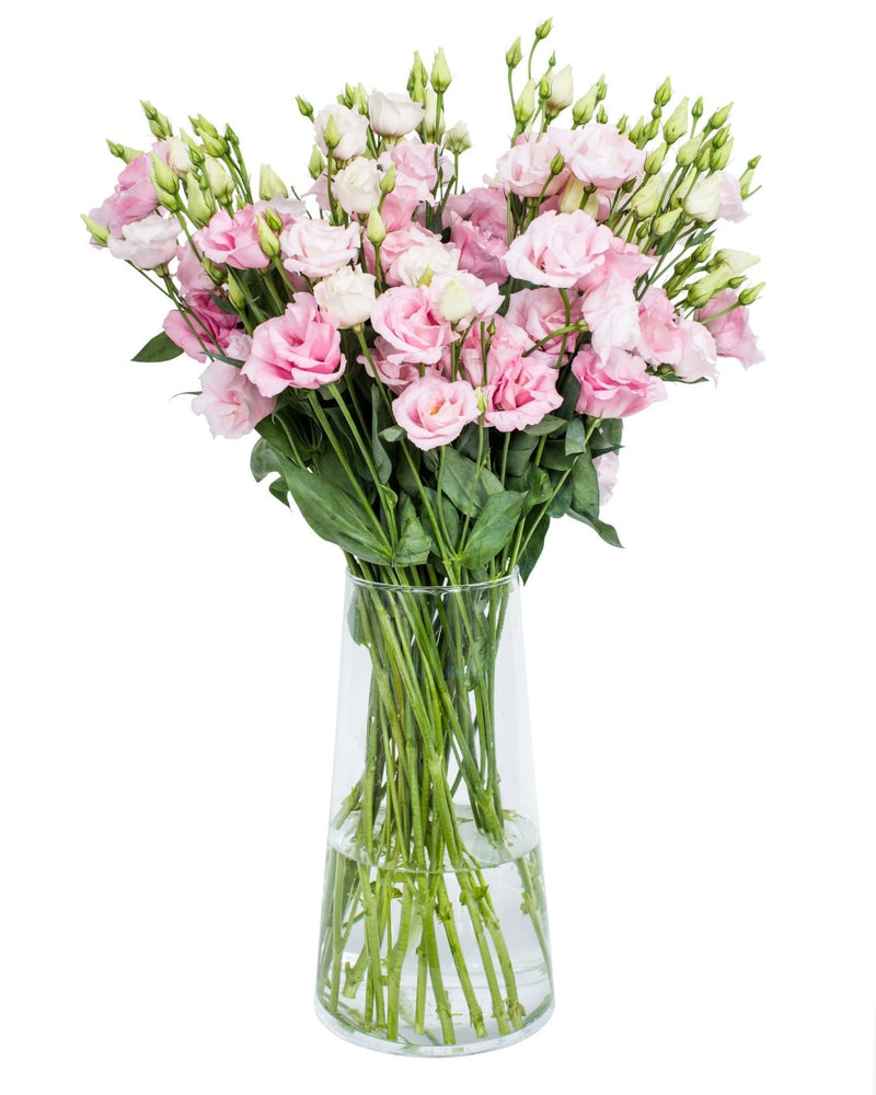 Lisianthus Pink