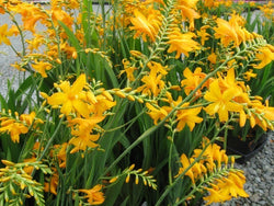 Crocosmia Yellow