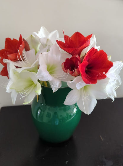 Amaryllis Mix
