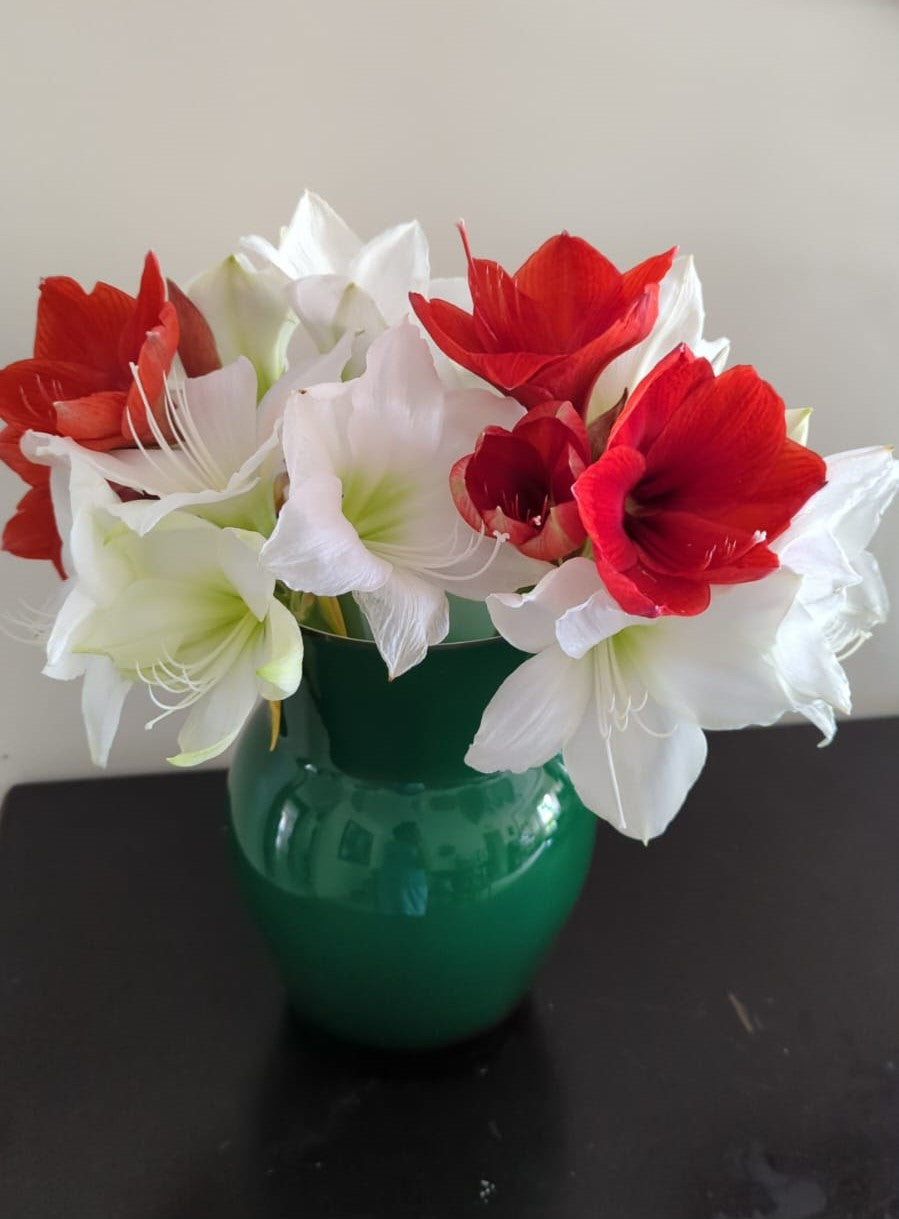Amaryllis Mix