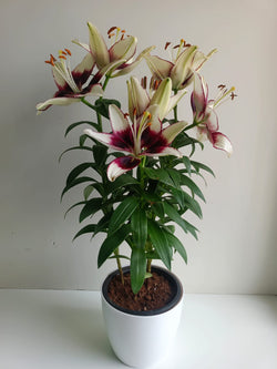 Asiatic Lily Bicolour Live Plant
