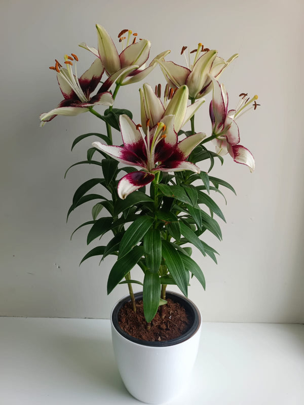 Asiatic Lily Bicolour Mini Live Plant