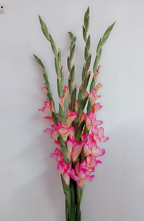 Gladiolus Light Pink