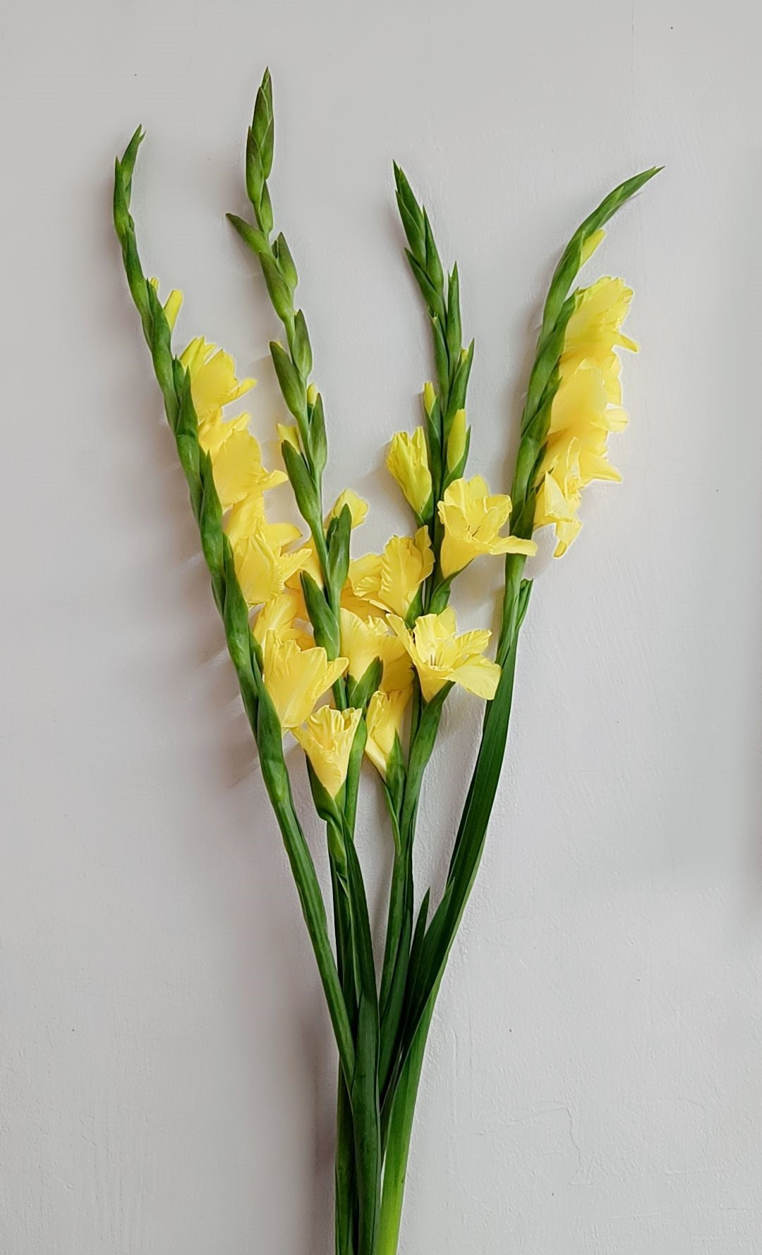 Gladiolus Yellow