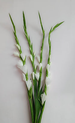 Gladiolus White