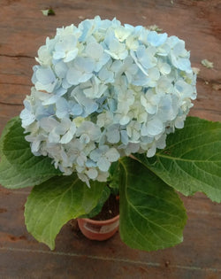 Hydrangea Blue Living Plant