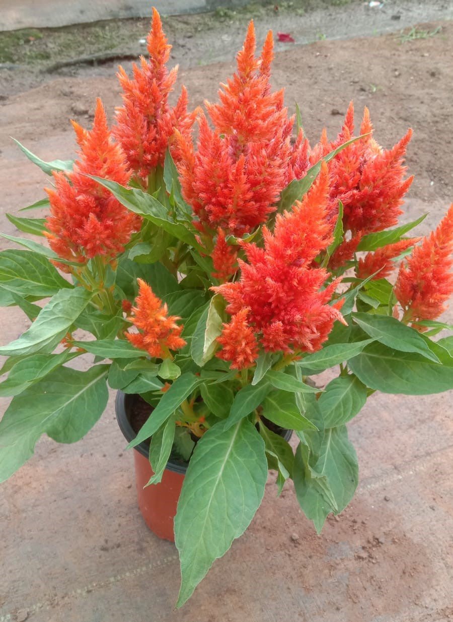 Celosia Feather orange live plant