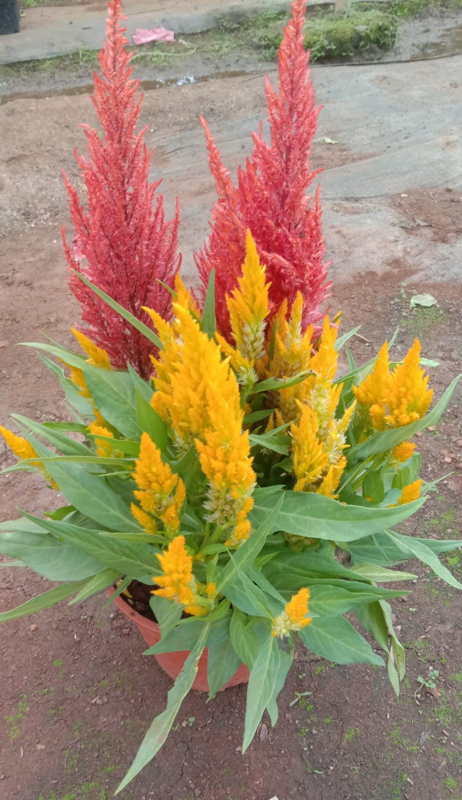 Celosia Feather Mix live plant