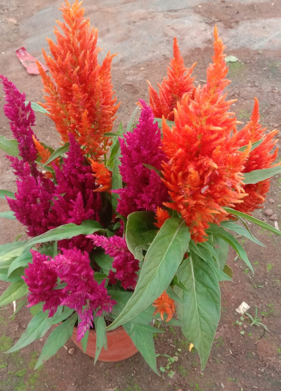 Celosia Feather Mix live plant