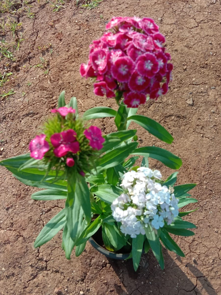 Sweet William Bicoloure Live Plant