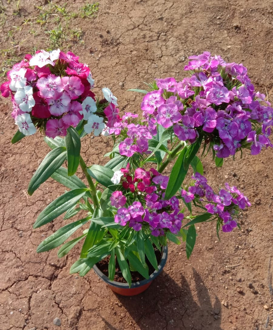 Sweet William Bicoloure Live Plant