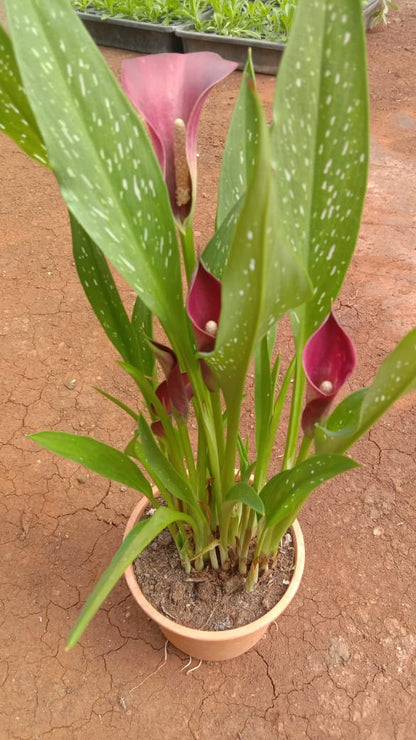 live calla lily plant Calla Lily - Red Live Potted Plant