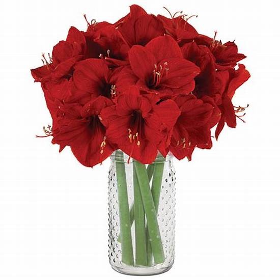 Amaryllis Red