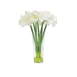 Amaryllis White