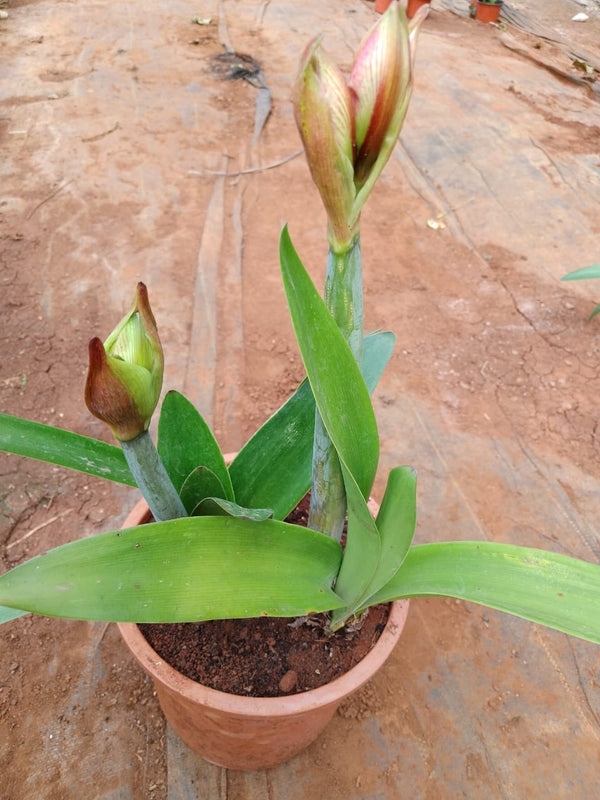 Amaryllis Living Plant