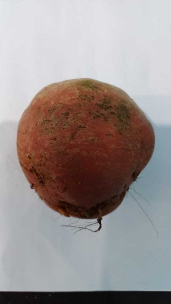 Beetroot Yellow