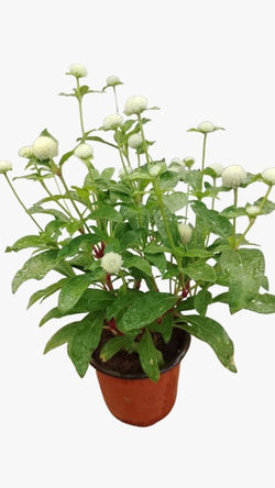 Gomphrena White Potted Plant