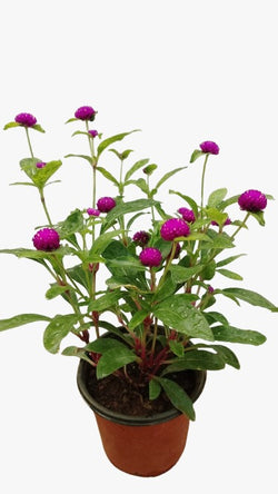 Gomphrena Purple Potted Plant