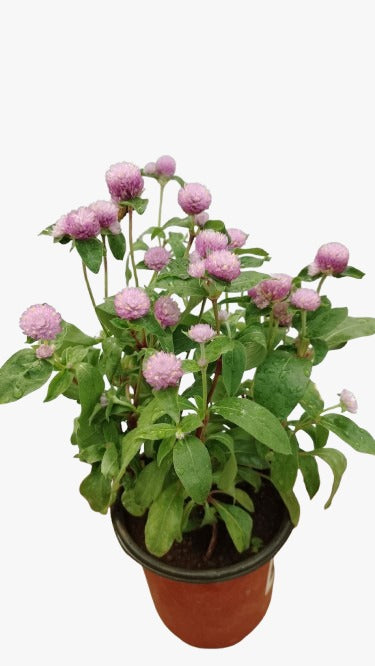 Gomphrena Pink Potted Plant