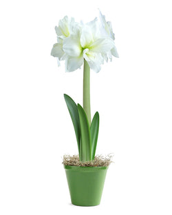 Amaryllis Living White Plant