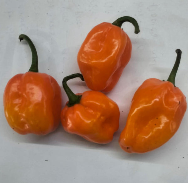 Habanero Chilli