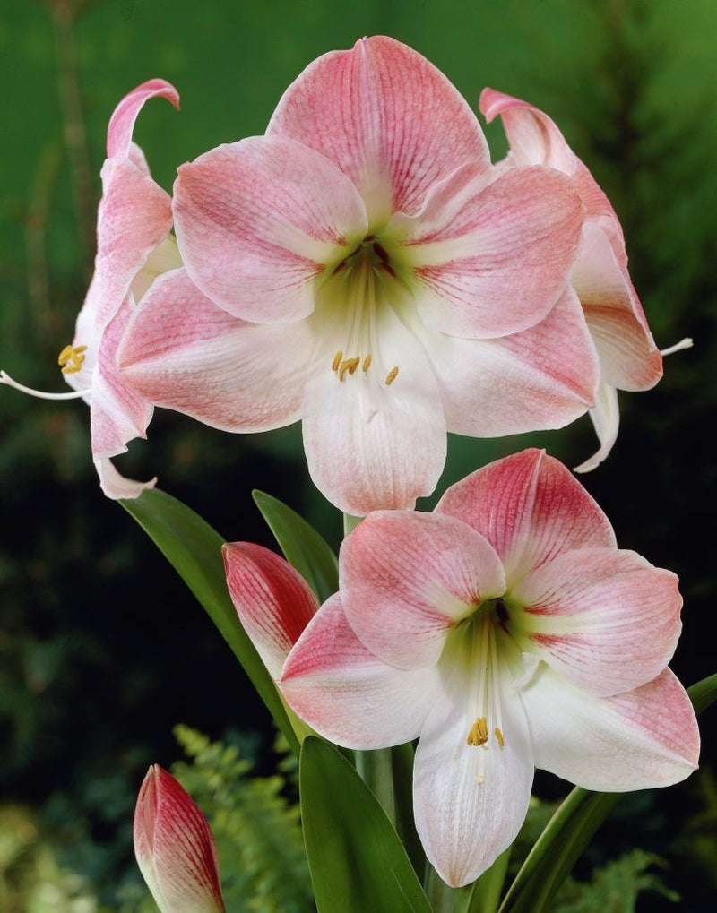 Amaryllis Living Pink Plant