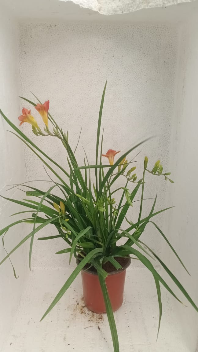 Freesia Orange Potted Plant