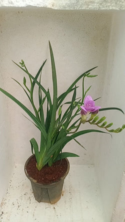 Freesia Purple Potted Plant