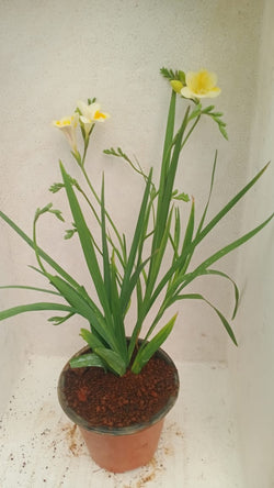 Freesia White Potted Plant