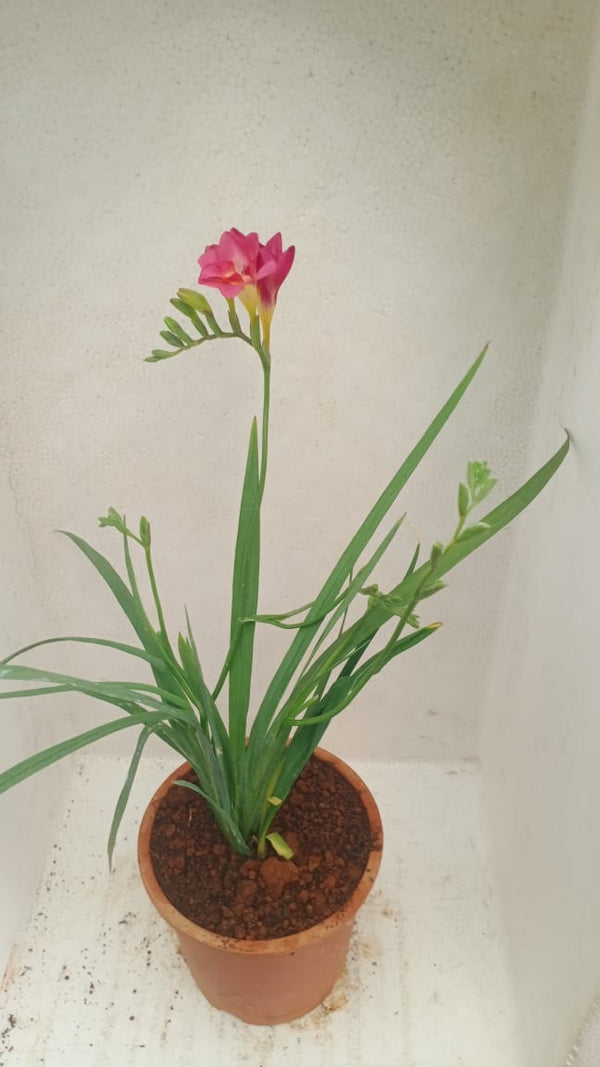 Freesia Pink Potted Plant