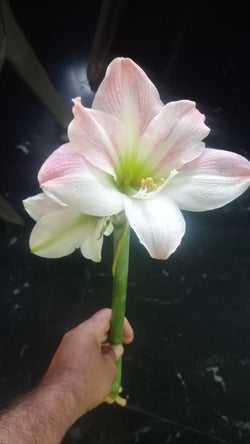 Amaryllis Pink