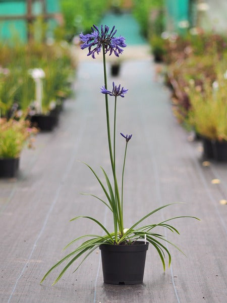 Agapanthus - Blue live Potted plant