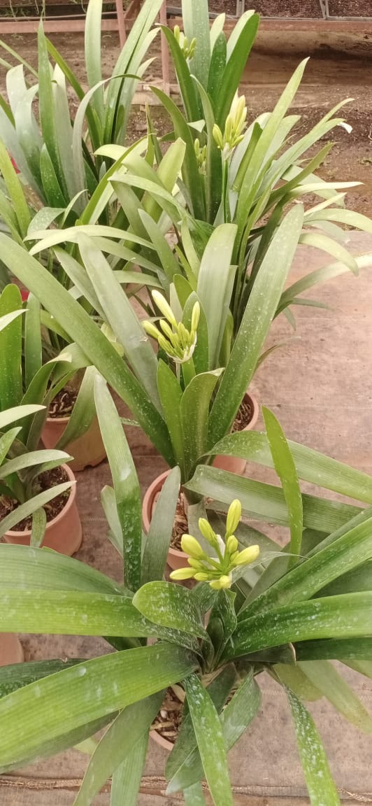 Clivia Potted Plant