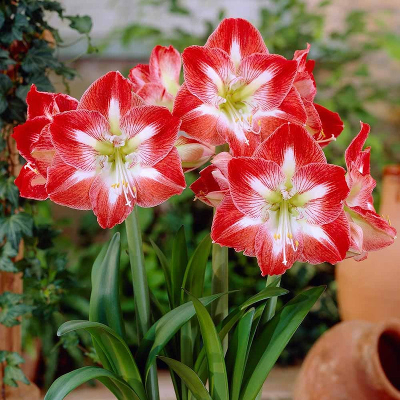 Amaryllis Living Apple Blossom Plant