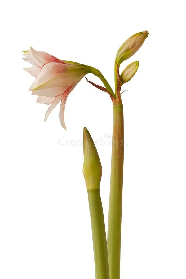 Amaryllis Living Pink Plant Buy 2 Get 1 Free