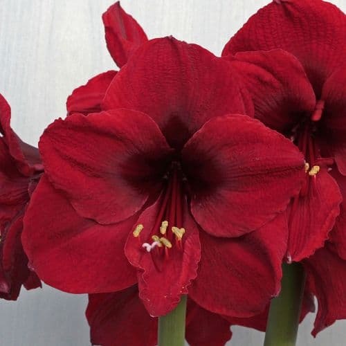 Amaryllis Living Red Plant Buy 2 Get 1 Free