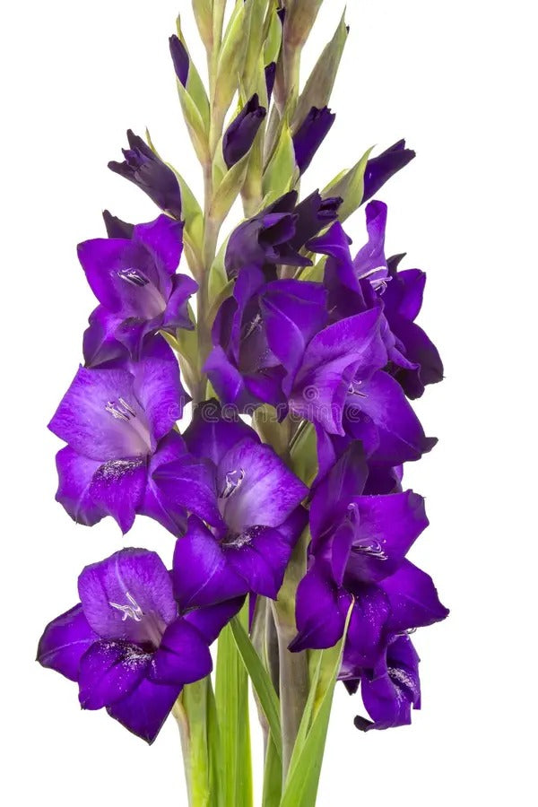 Gladiolus Purple