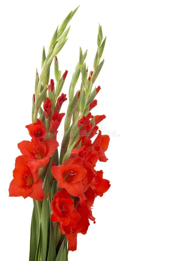 Gladiolus Red