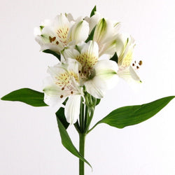 Alstroemeria White