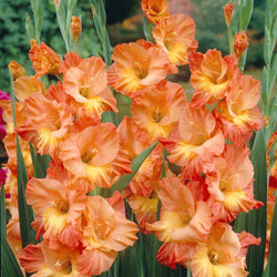 Gladiolus Orange