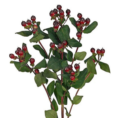 Hypericum Berries Brown