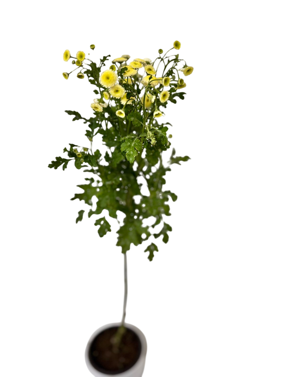 Matricaria Yellow Potted Plant