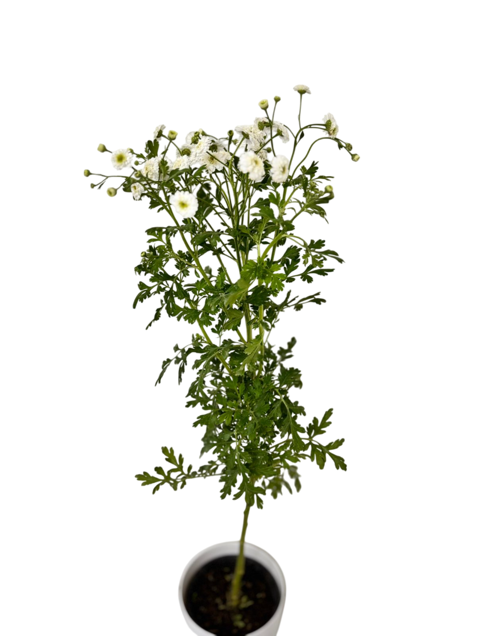 Matricaria White Potted Plant