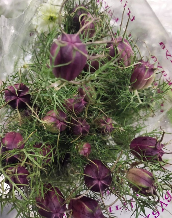 Nigella Flower