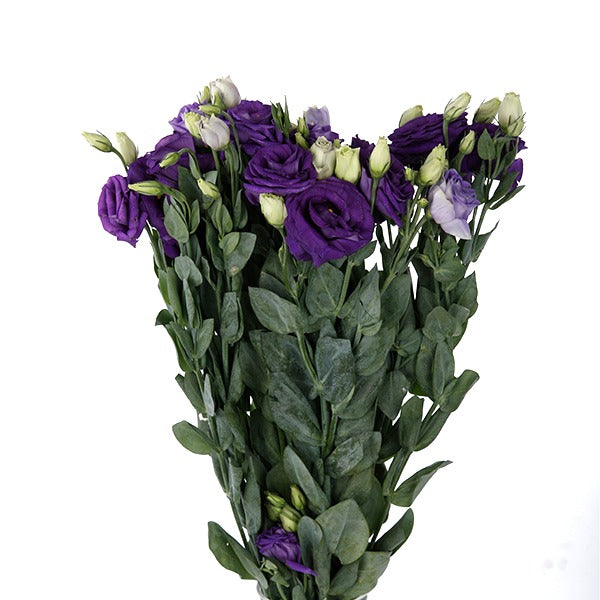 Lisianthus Blue