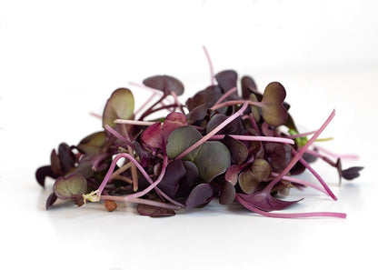 Microgreen Raddish Red