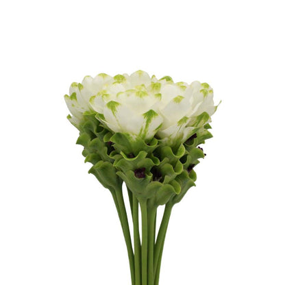 Curcuma White